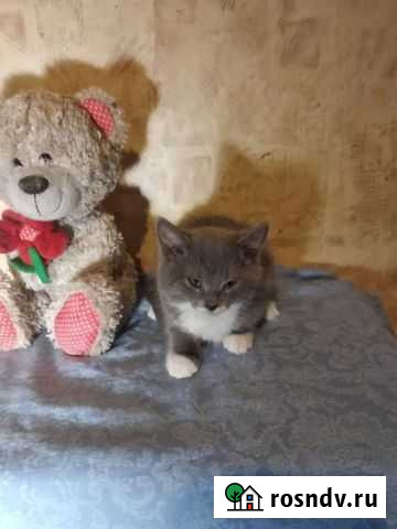Котенок в дар Санкт-Петербург - изображение 1