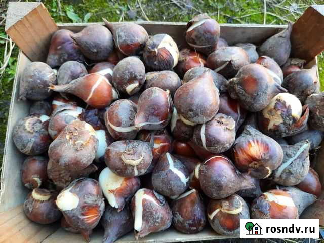 Луковицы тюльпанов Черняховск - изображение 1