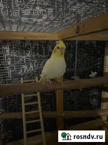 Попугай корелла с 2-умя клетками и всеми остальным Ростовка - изображение 1