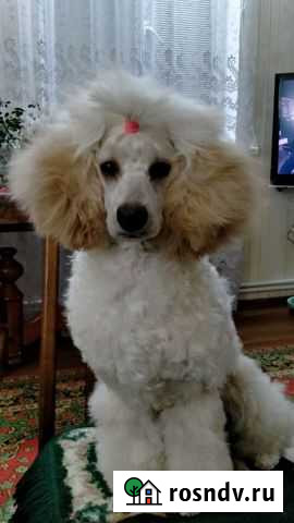 Средний пудель девочка, год Воронеж - изображение 1