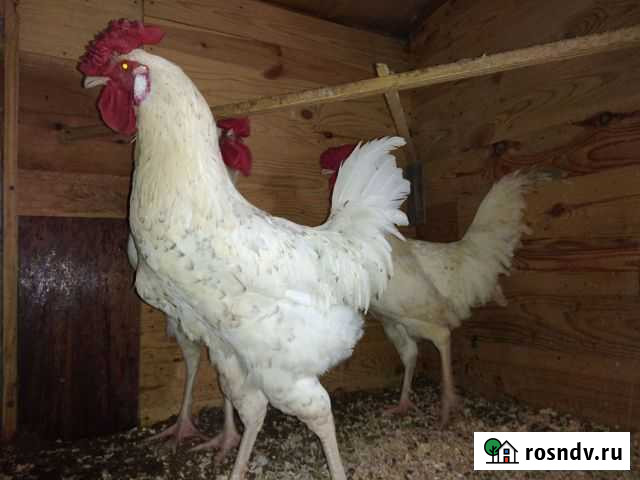 Петух Волгоград - изображение 1