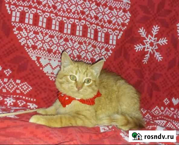 Котята в добрые руки Серов - изображение 1