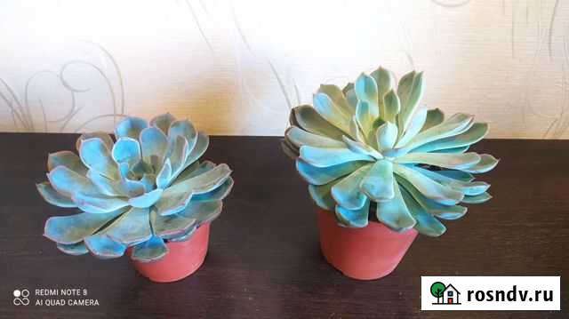 Суккуленты Калуга - изображение 1