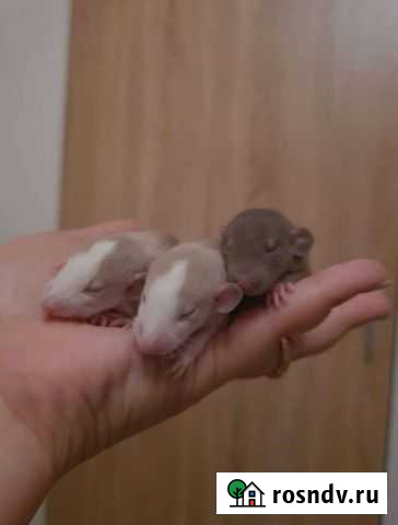 Декоративная крыса Тула - изображение 1