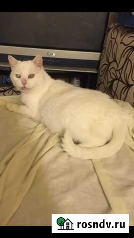 Турецкая ангора Иваново - изображение 1