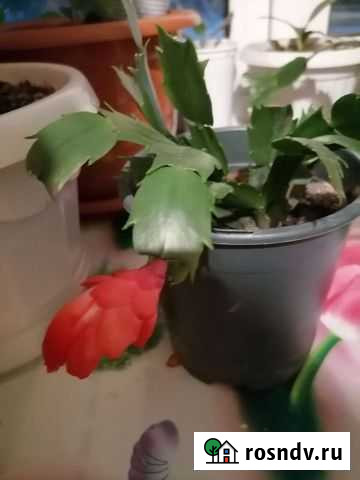 Декабрист Златоуст - изображение 1