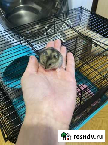 Джунгарский хомяк Алапаевск - изображение 1
