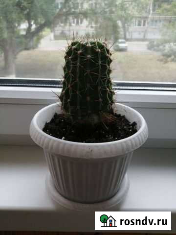 Кактусы Саранск - изображение 1