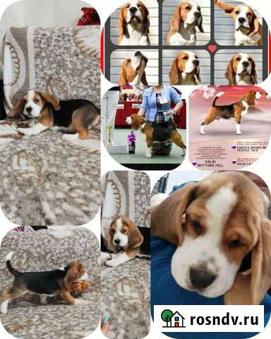 Бигль мальчик яркий представитель Керчь - изображение 1