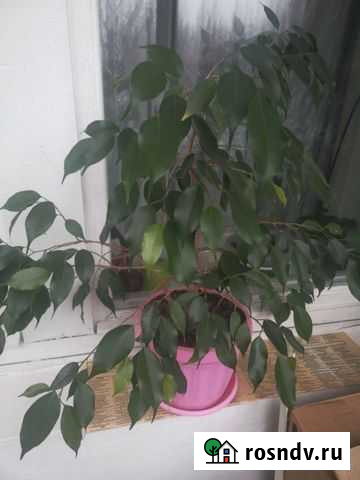 Фикус Елец - изображение 1