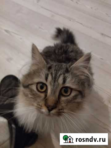 Норвежская лесная кошка Зеленоградск - изображение 1