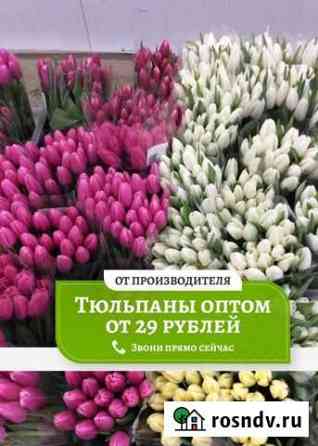 Тюльпаны оптом Нефтекамск