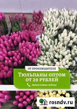 Тюльпаны оптом Нефтекамск - изображение 1