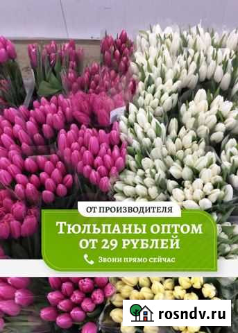 Тюльпаны оптом Нефтекамск - изображение 1
