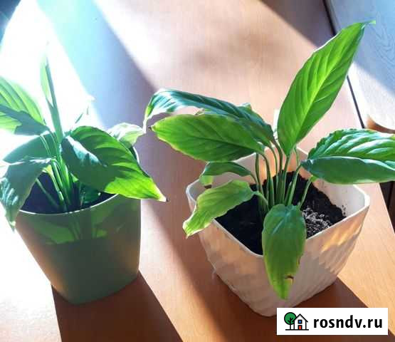 Спатифиллум - женское счастье Чита - изображение 1