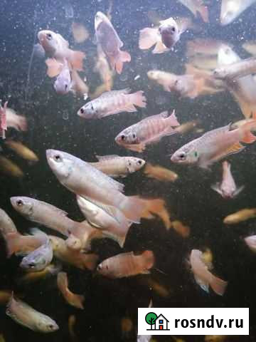 Макропод Борисоглебск - изображение 1