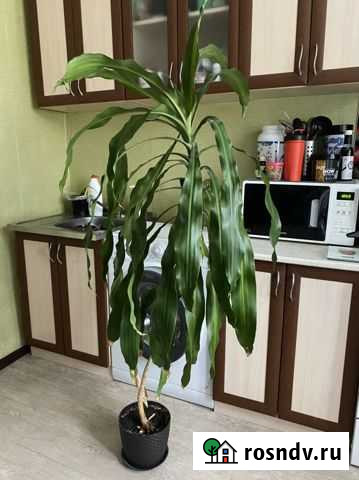 Пальма драцена Барнаул - изображение 1