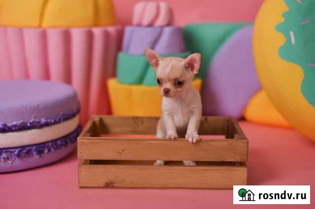 Породные щенки породы Чихуахуа Воркута - изображение 1