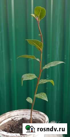 Лавровое дерево Иркутск - изображение 1