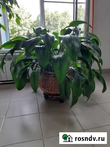 Лилия в горшке Волгодонск - изображение 1