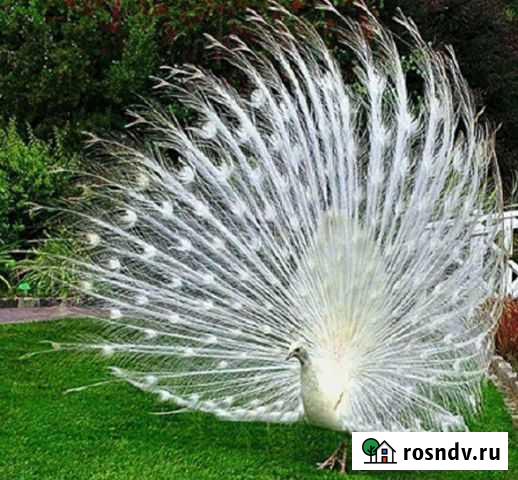 Домашние Аксай - изображение 1