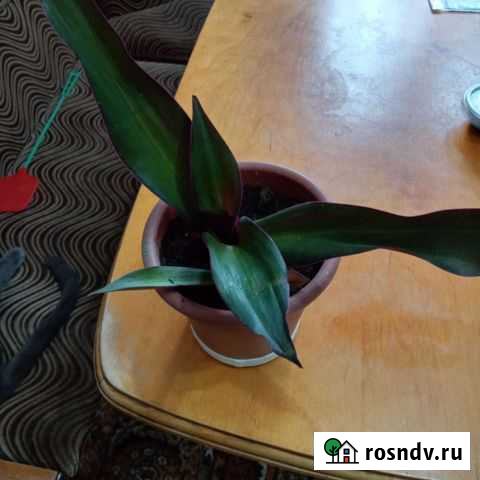 Традесканция рео Тверь - изображение 1