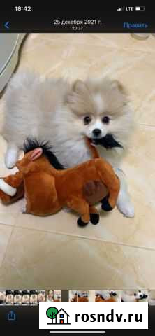 Малый немецкий шпиц Казань - изображение 1