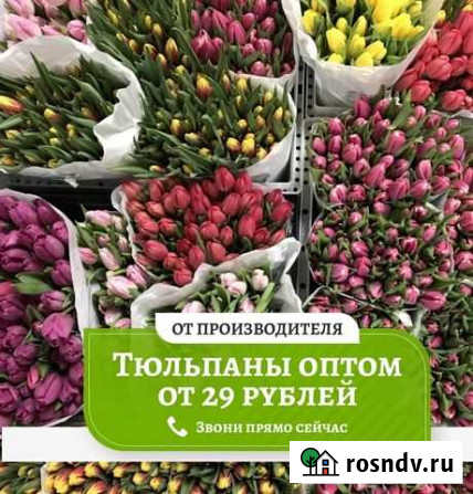 Тюльпаны оптом Стерлитамак - изображение 1