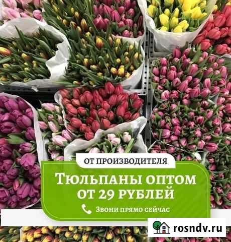 Тюльпаны оптом Стерлитамак - изображение 1