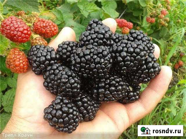 Ежевика Лох-Тей Знаменка - изображение 1