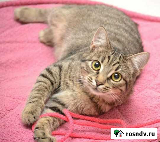 Мироша ищет дом Воронеж - изображение 1