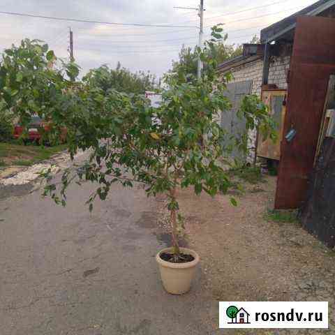 Фикус бенджамина большой Кстово