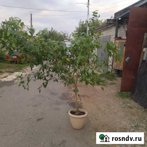 Фикус бенджамина большой Кстово - изображение 1