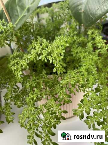 Пилея мелколистная(черенки) Нижний Новгород - изображение 1