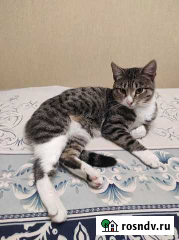 Васенька ищет дом Серпухов - изображение 1