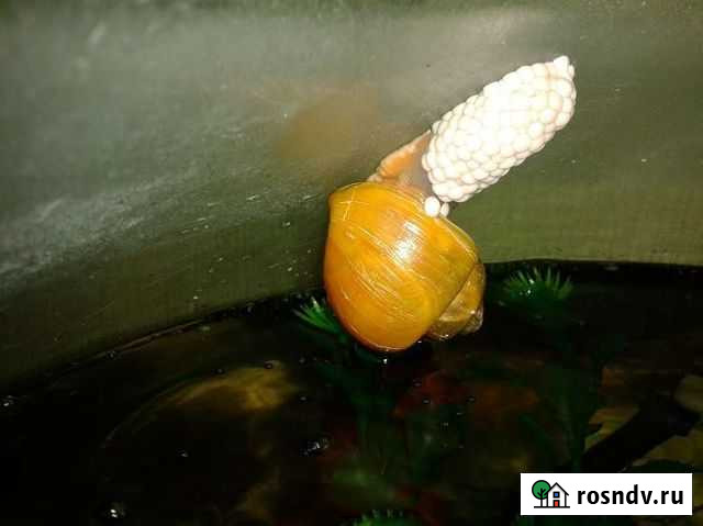 Икра аквариумных улиток ампулярий Звенигород - изображение 1