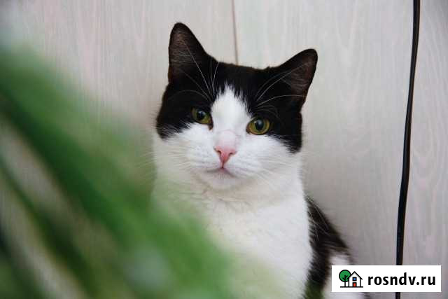 Ласкуша Холли Санкт-Петербург - изображение 1