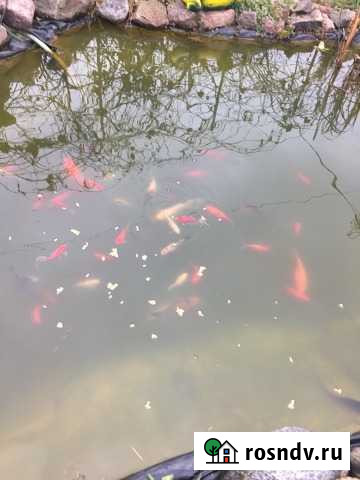 Карпы кои Смоленск - изображение 1