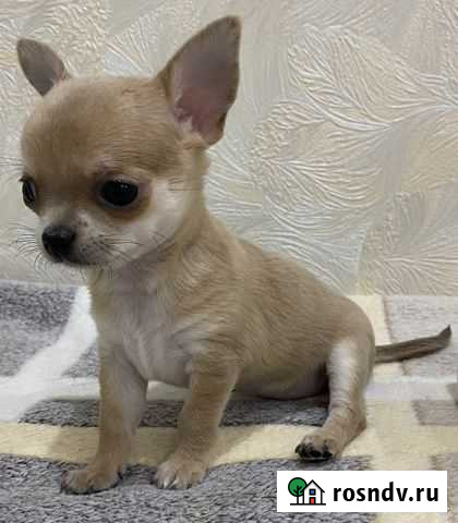 Чихуахуа девочка Сочи - изображение 1