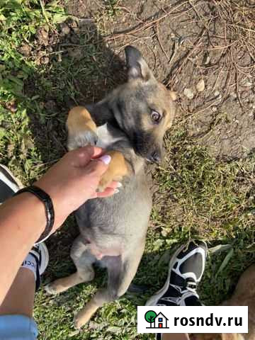 Отдам щенка кобелька не крупной породы Красноярск - изображение 1