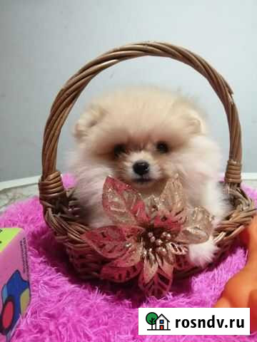 Кремовый мини мальчишка Ростов-на-Дону - изображение 1