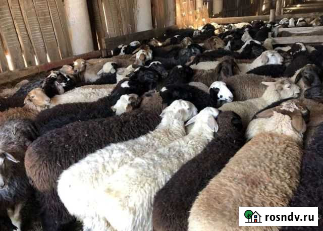 Козы и бараны Раменское - изображение 1