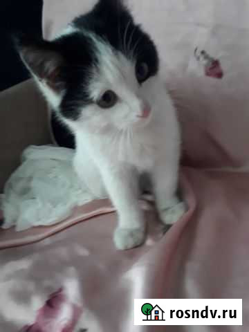 Котята в добрые руки Пенза - изображение 1