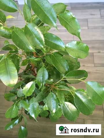 Фикус бенджамина Балашиха - изображение 1