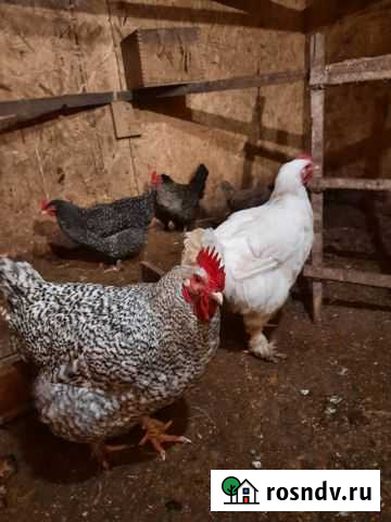 Мехеленская кукушка, только петухи Ногинск - изображение 1