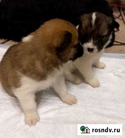 Лайка чистокровная Эвенкийская Зимние малыши, выра Красноярск - изображение 1