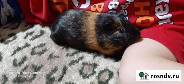 Морская свинка Дивное - изображение 1