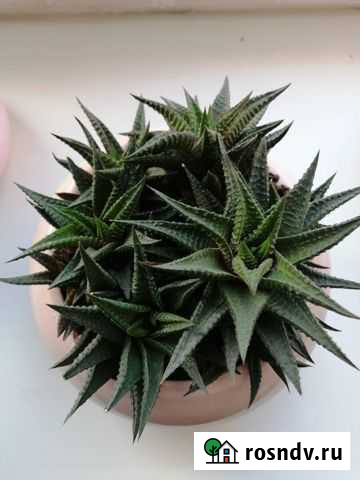 Суккуленты растения Екатеринбург - изображение 1