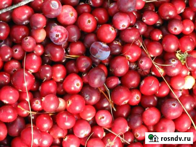 Ягоды Вологда - изображение 1