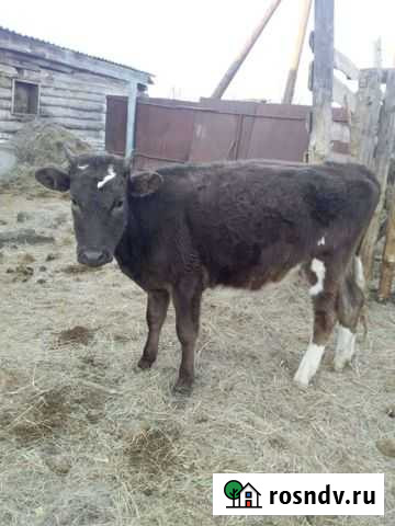 Тёлка Чесма - изображение 1